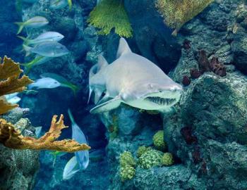 The Florida Aquarium The Florida Aquarium
